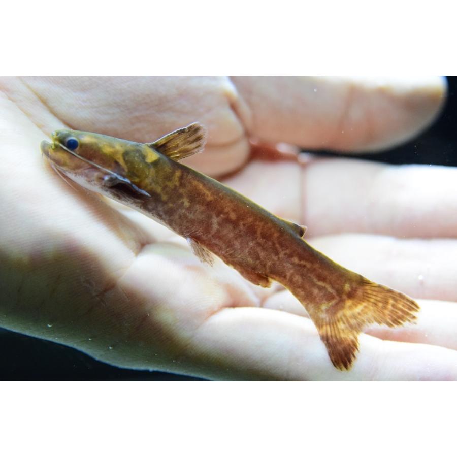 素晴らしい外見 ナマズ オレンジマーブルタティア 8 9cm ネグロ 観賞魚生体