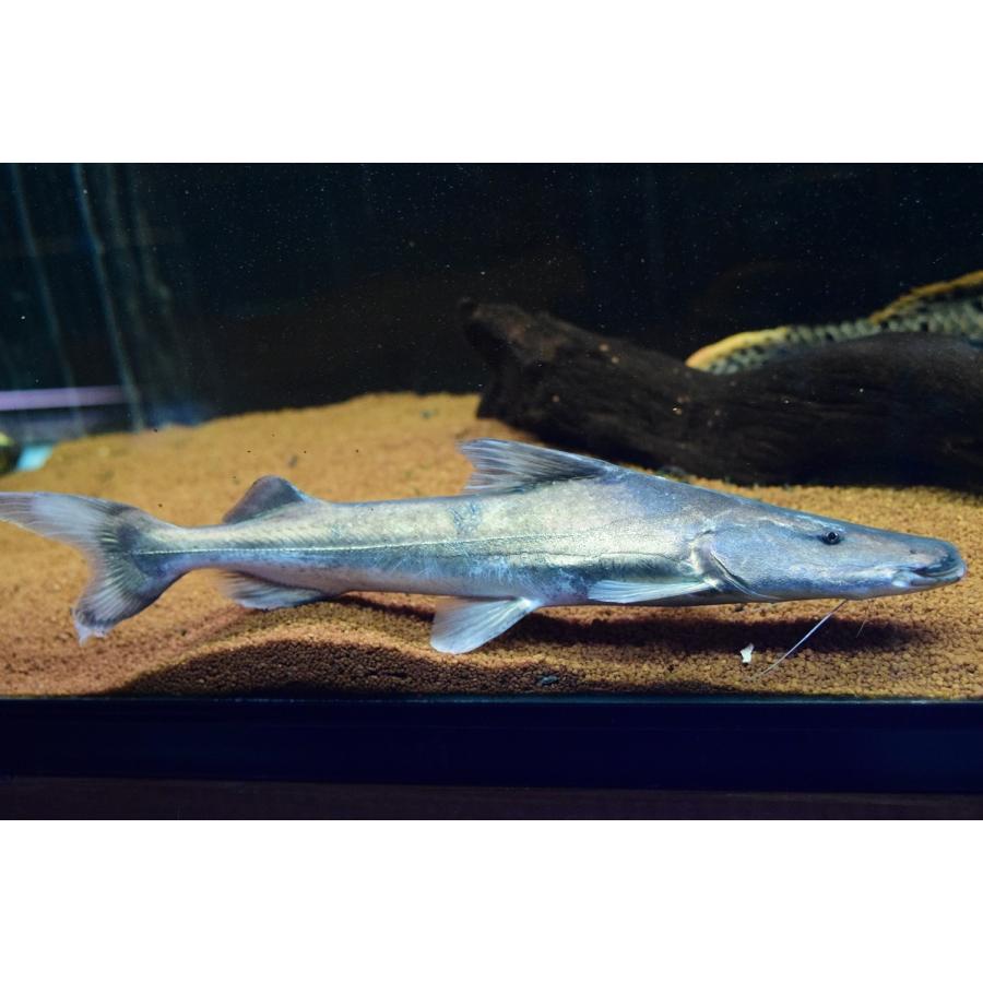 ドラドキャット モスケイロ Rivers 32cm 観賞魚生体 ちょっと難あり 熱帯魚 Sacat947 World Rivers Net