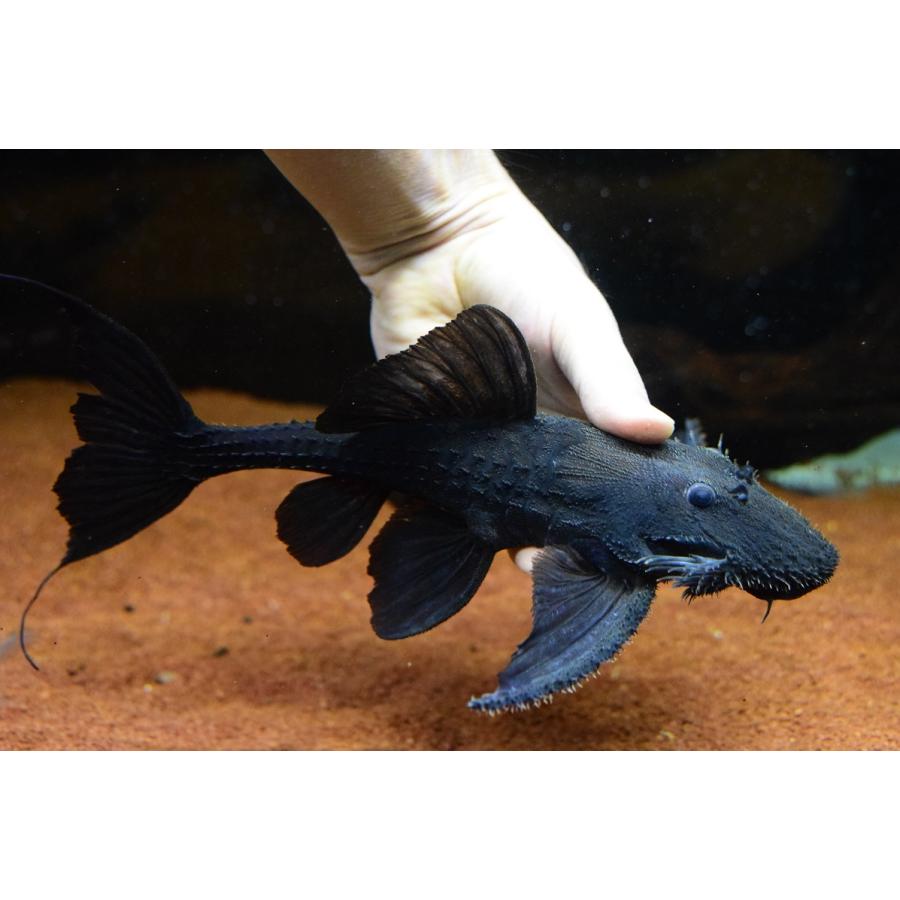 バットマンガリバープレコ ”シングー” 26-27cm 熱帯魚
