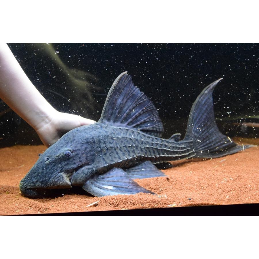 トライアンパナクエ　”ペルー”　52cm(75900円)