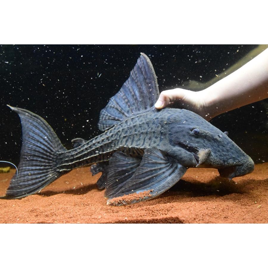 【ラスト1点】 トライアンパナクエ　”ペルー”　52cm 【RIZ2083471084】(75900円)