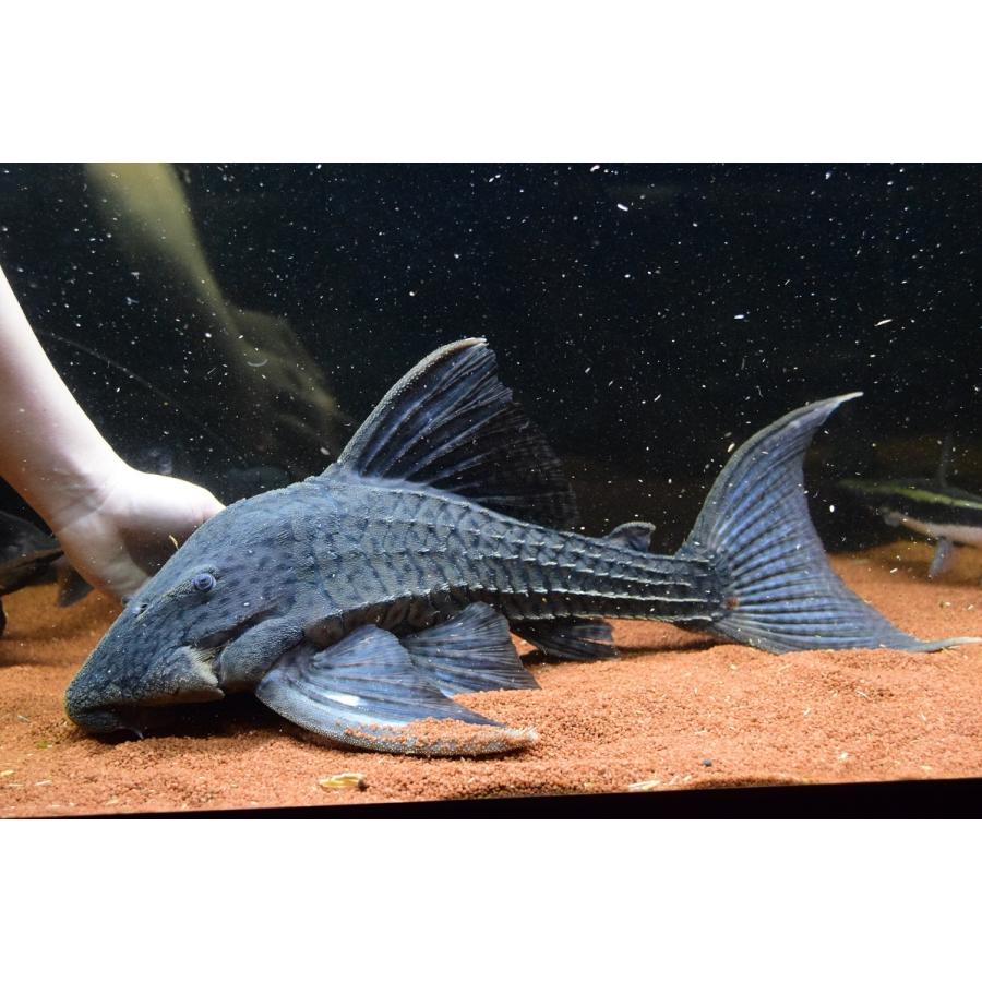 【ラスト1点】 トライアンパナクエ　”ペルー”　52cm 【RIZ2083471084】(75900円)