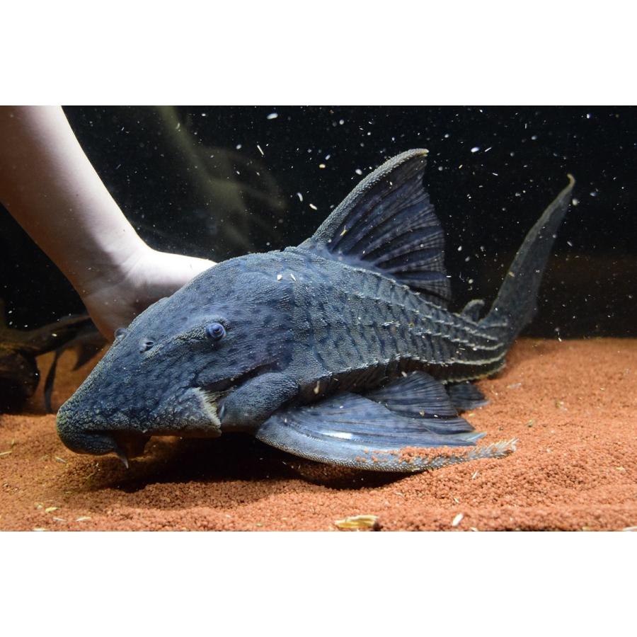 【ラスト1点】 トライアンパナクエ　”ペルー”　52cm 【RIZ2083471084】(75900円)