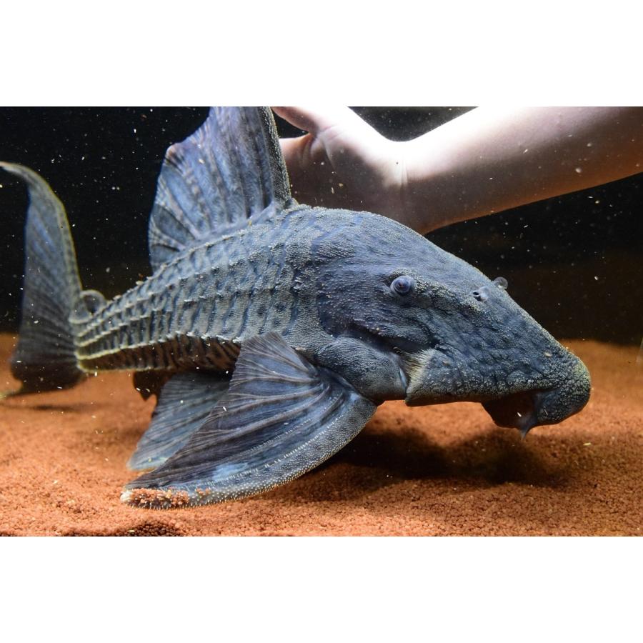 【ラスト1点】 トライアンパナクエ　”ペルー”　52cm 【RIZ2083471084】(75900円)