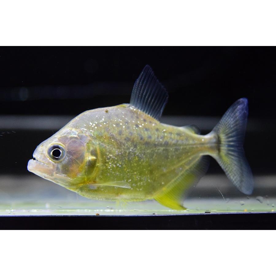 21新作 イエローピラニア ブラジル ジャマンシン川 7cm Www Cursosdedoula Com Br