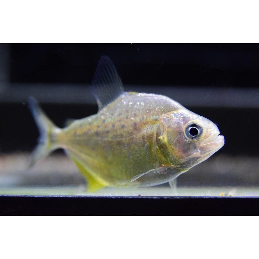 安心の実績 高価 買取 強化中 イエローピラニア ブラジル ジャマンシン川 6cm Www Gtasavegames Com