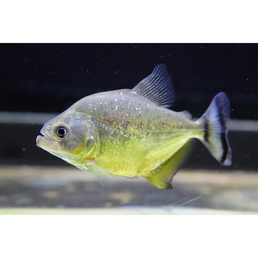 イエローダイヤモンドピラニア パラグアイ便 8 9cm Sacharacin1006 World Rivers Net 通販 Yahoo ショッピング