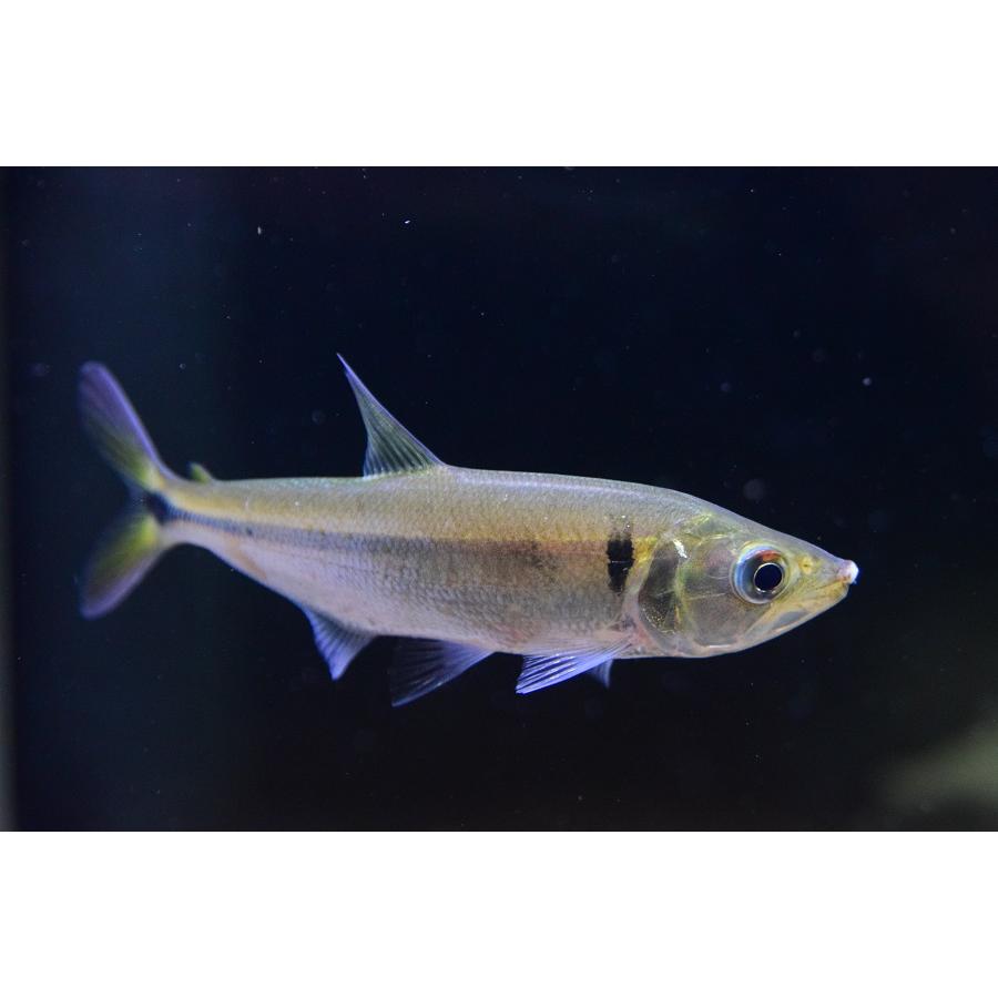 オリゴサルクス　ブラジル/ムリアエ川　14-15cm　No.1 