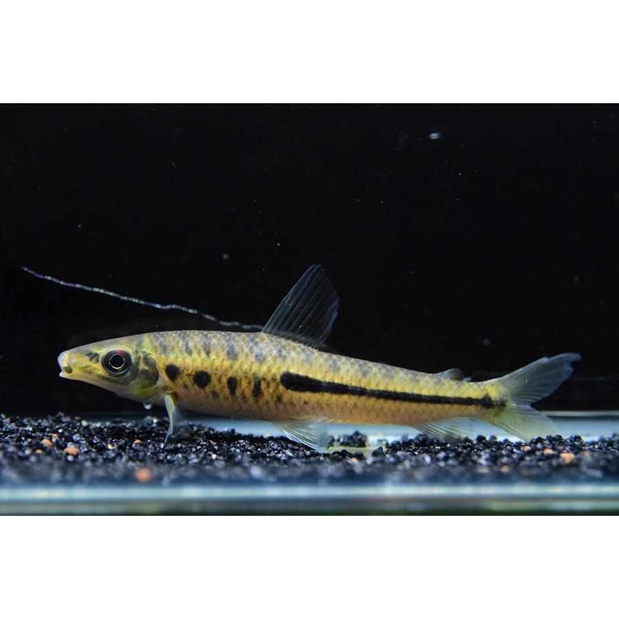 ペンシルレポリヌス ”ガイアナ” 10-12cmの画像