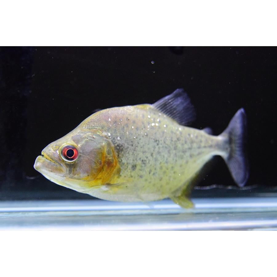 早い者勝ち訳あり！ ダイヤモンドピラニア　”ブラジル/パラナ川”　13-14cm 【Q6818630317】(24840円)