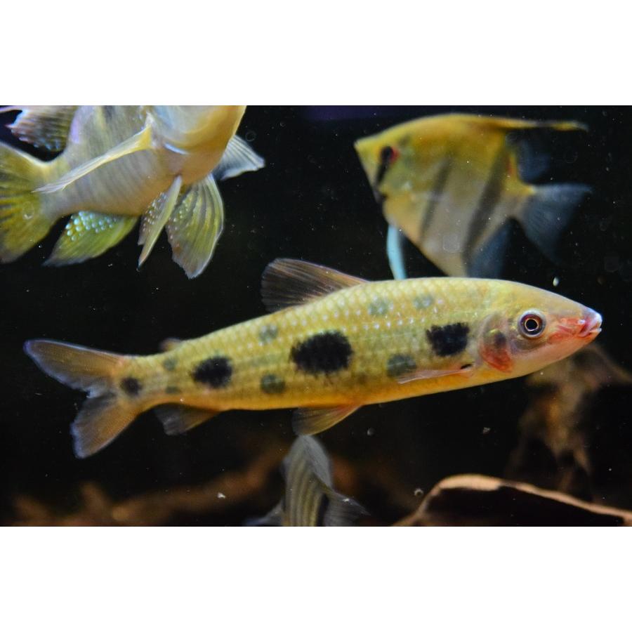 【新入荷】 ファイヤーマウスレポリヌス　”ガイアナ”　19-20cm 【PET7550999371】(27508円)
