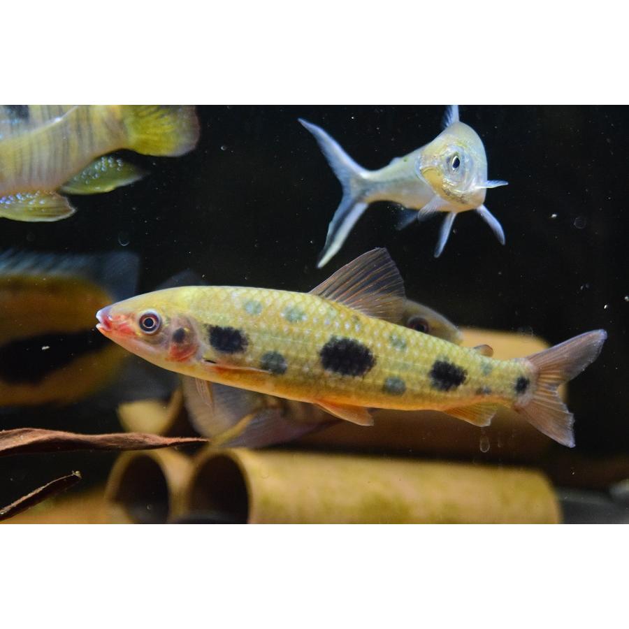 【新入荷】 ファイヤーマウスレポリヌス　”ガイアナ”　19-20cm 【PET7550999371】(27508円)