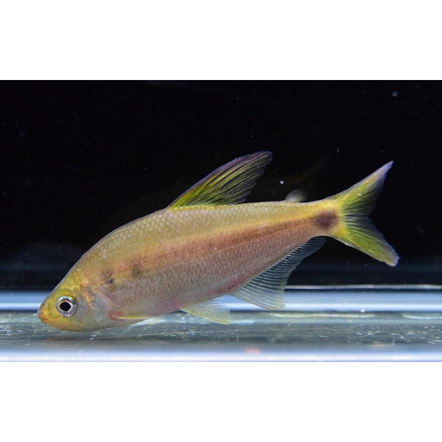 【値下げ・名盤】 パラストレマ・サディナ　”コロンビア/チョコ県”　11.5cm 【OCQ5352786704】(19500円)