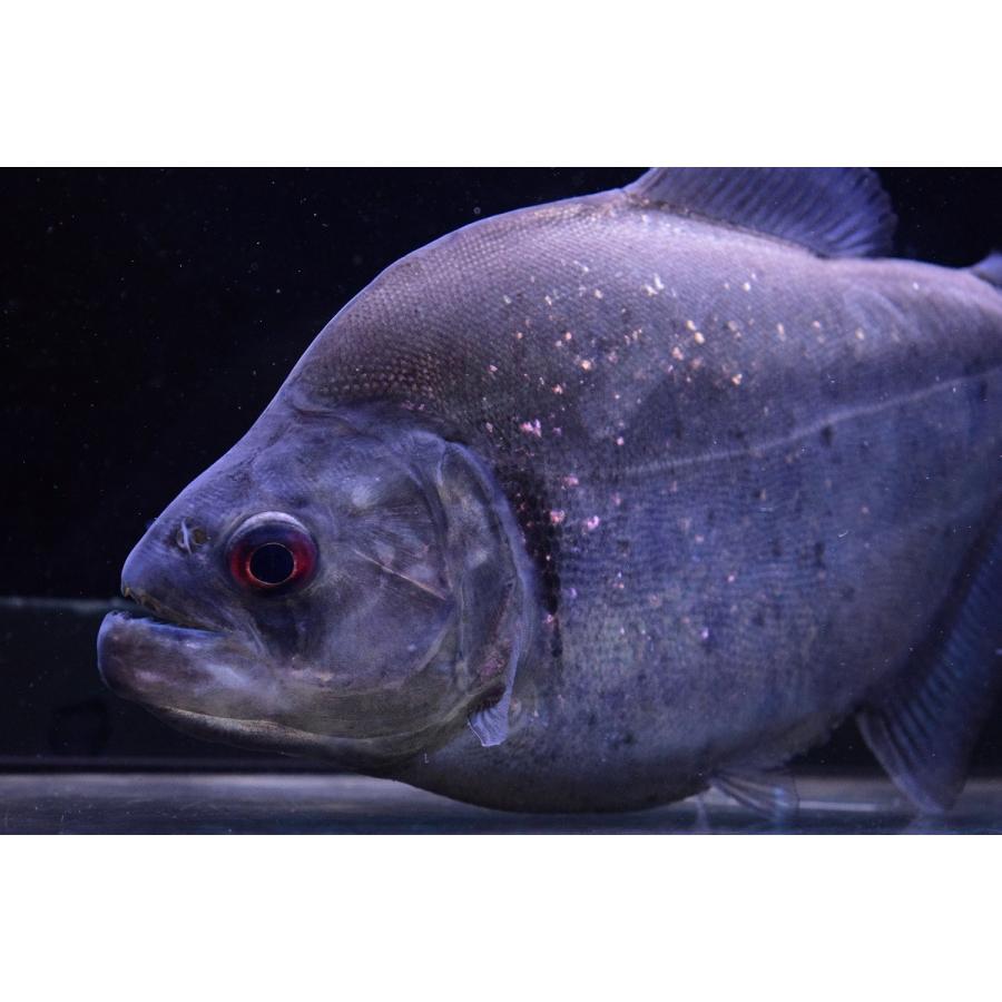 バイオレットブラックピラニア シングー川 19 cm Sacharacin147 World Rivers Net 通販 Yahoo ショッピング
