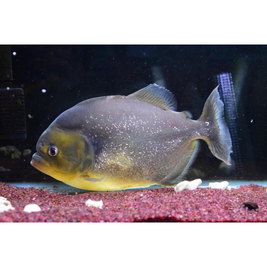 ジャイアントイエローピラニア パンタナール 23cm程 Sacharacin176 World Rivers Net 通販 Yahoo ショッピング