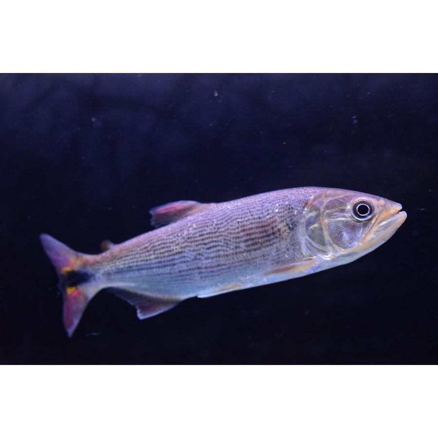 ドラド パンタナール 12 5cm Sacharacin245 World Rivers Net 通販 Yahoo ショッピング