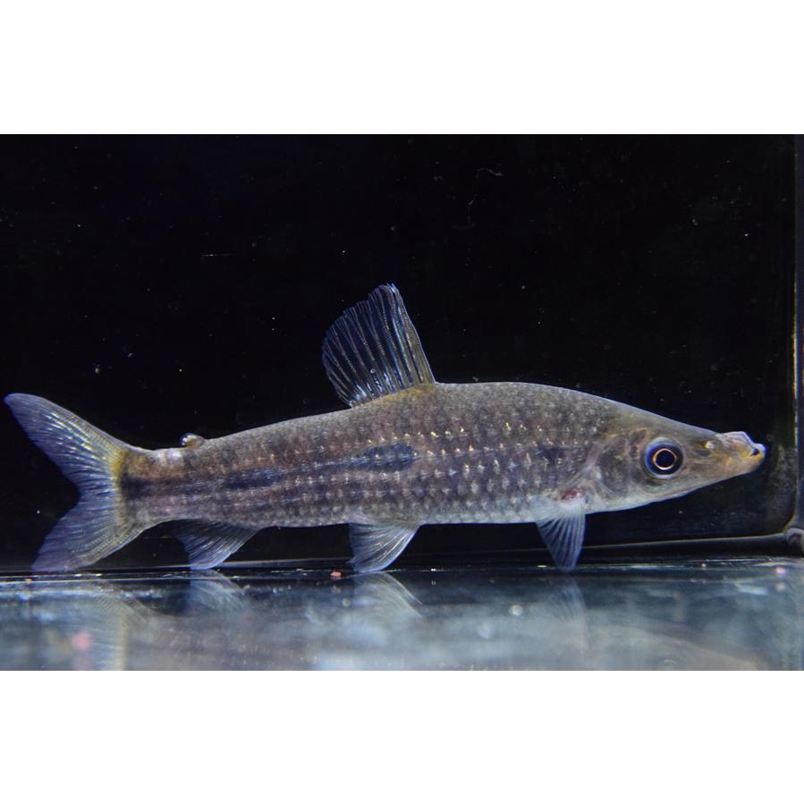 ペツラノス・プリカタス ”スリナム” 12cm No.2の画像
