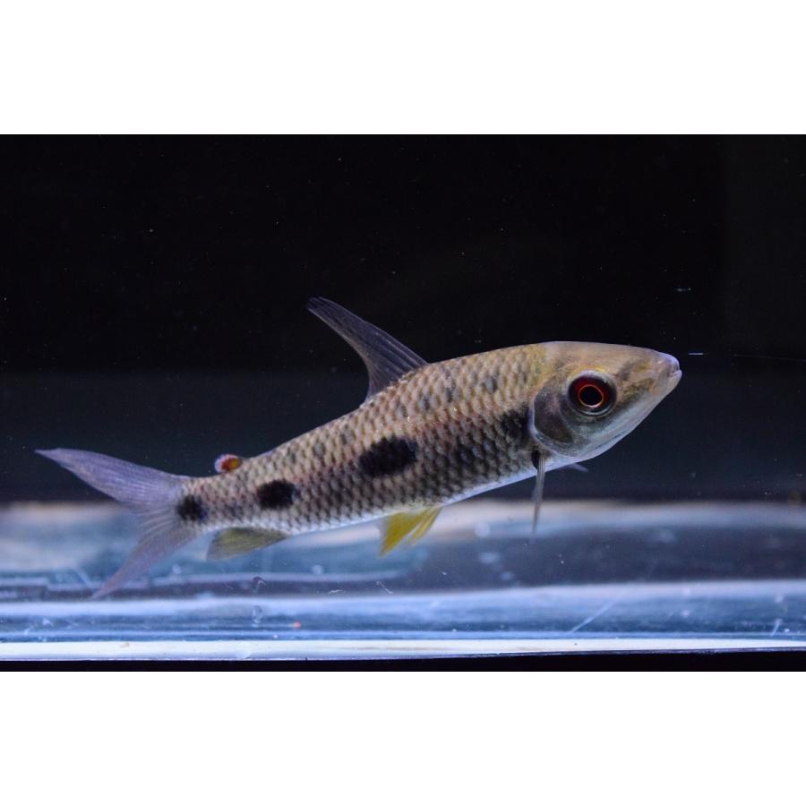 日本 レポリヌス フレデリック スリナムリバー 10 11cm Sacharacin258 World Rivers Net 通販 Yahoo ショッピング 半額セール Sbdkab Go Id