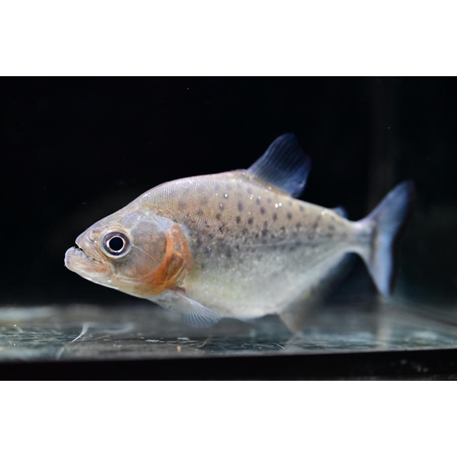 ブラックピラニア ”ブラジル/シングー川” No.1 10-11cm : WORLD RIVERS