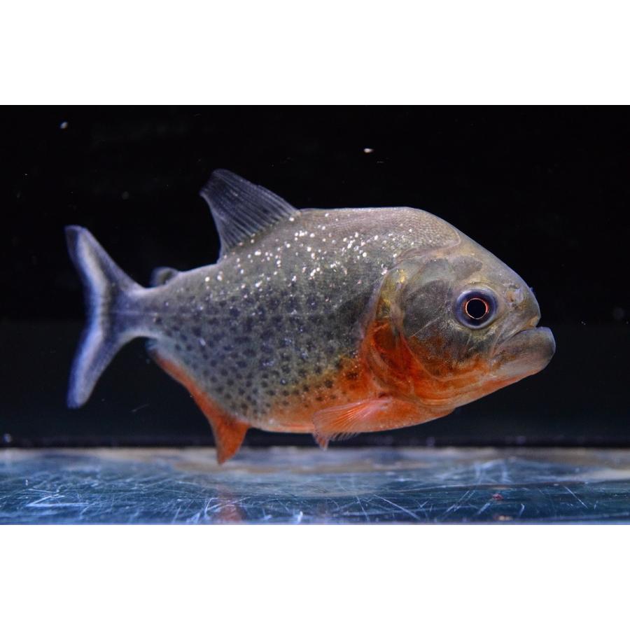 ピラニア ナッテリー マラジョー 10cm Sacharacin2 World Rivers Net 通販 Yahoo ショッピング