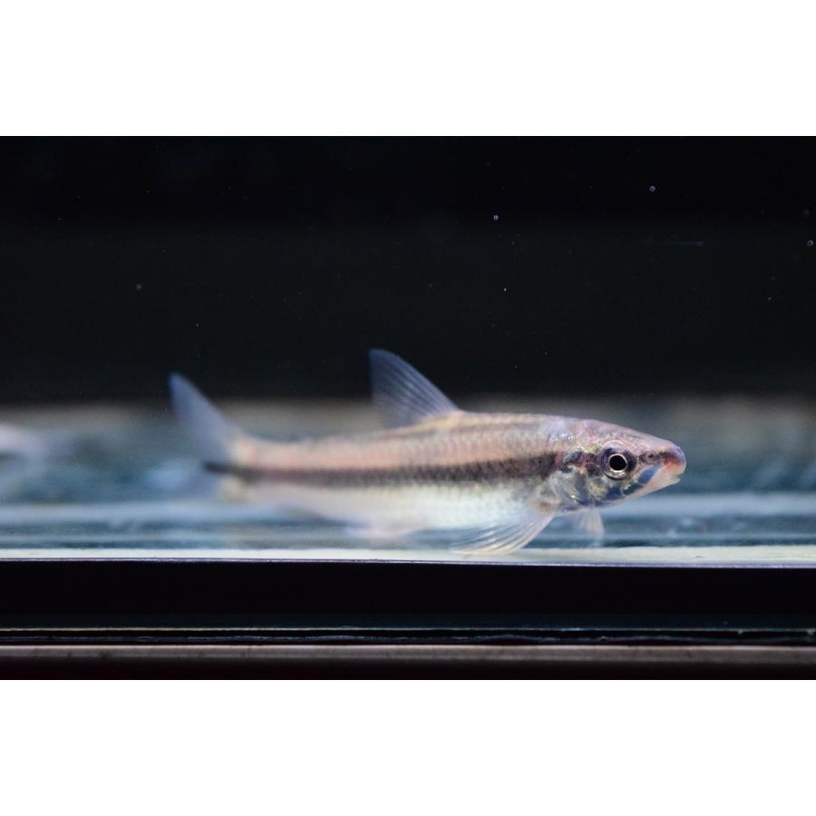 アパレイオドン アルトトカンチンス 6cm程 Sacharacin296 World Rivers Net 通販 Yahoo ショッピング