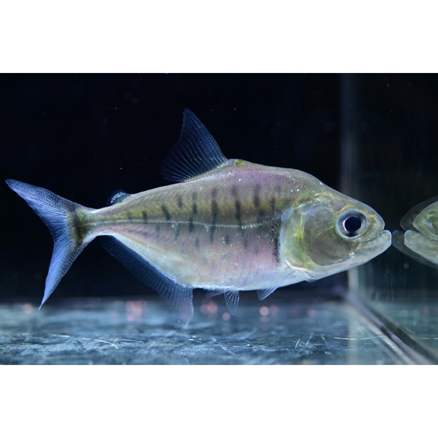 セラサルムス・ゴウルディンギ ”コロンビア” 10cm程の画像