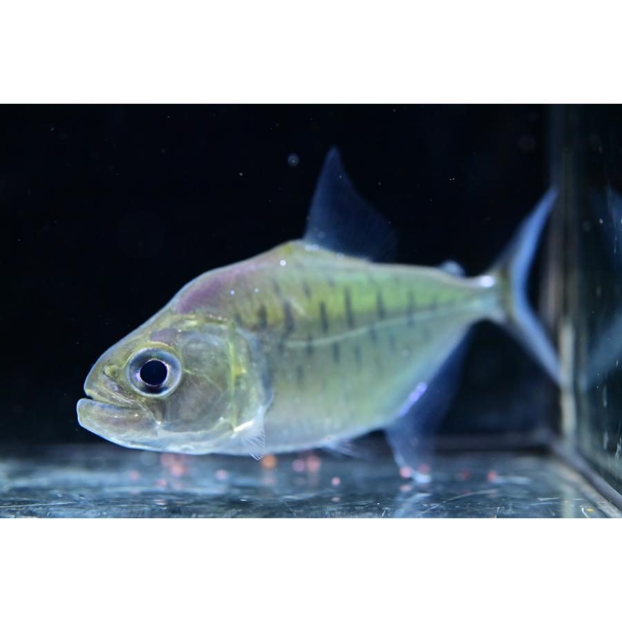 セラサルムス・ゴウルディンギ ”コロンビア” 10cm程の画像