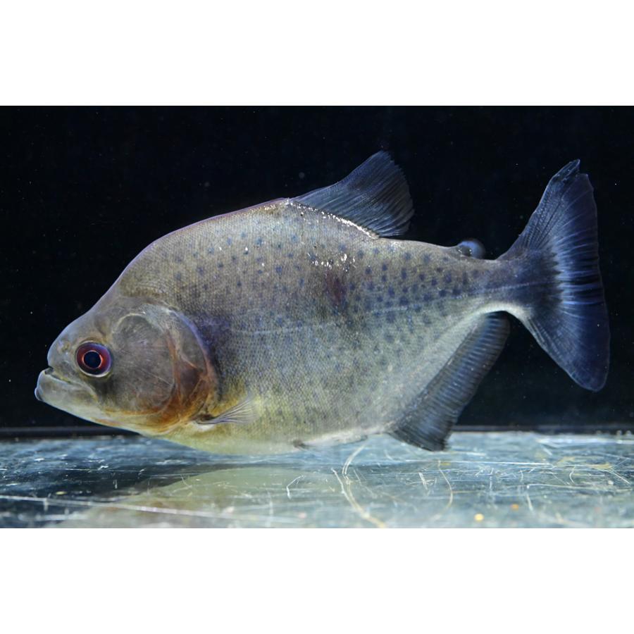 ダイヤモンドブラックピラニア（ネグロ）