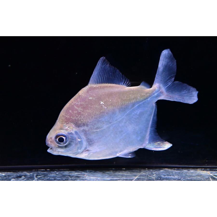 ロンボイダリスパクー ”スリナム/タパナホニー川” No.1 13cm程の画像