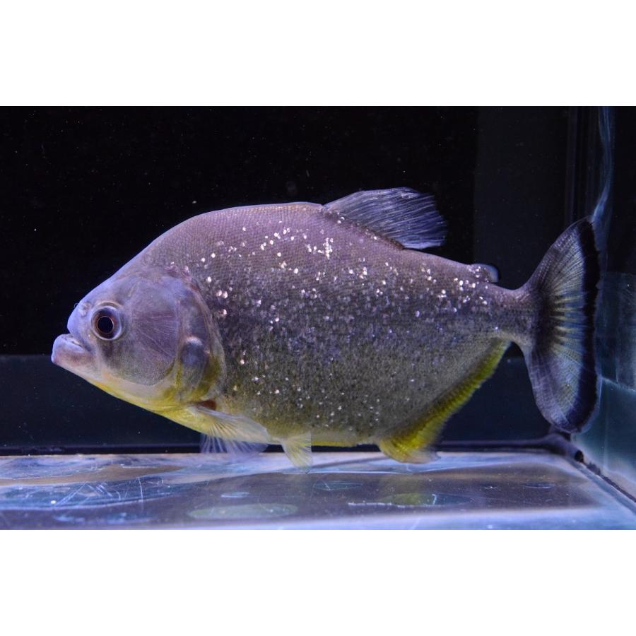 イエローダイヤモンドピラニア パンタナール 14 15cm Olhodaguadocasado Al Gov Br