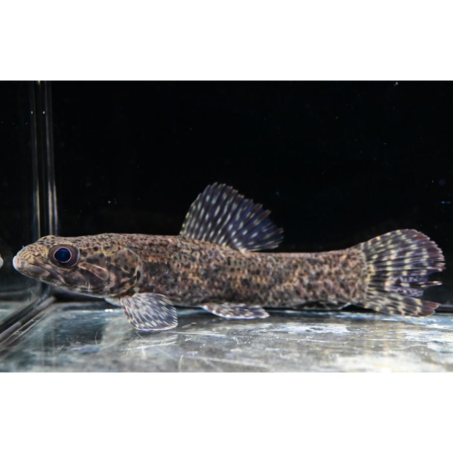 リアルタライロン ”ブラジル/アマパ州” 16cm : WORLD RIVERS net 