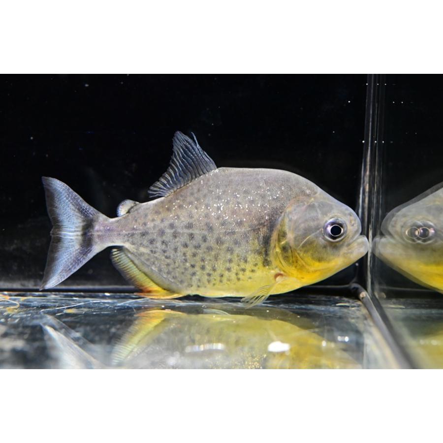 【上級者向け】ジャイアントイエローピラニア ジャイアントイエローピラニア ”パンタナール” No.1 10cm : WORLD