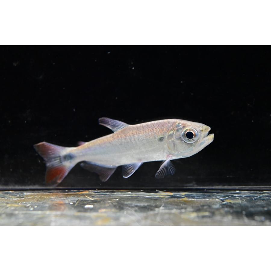 ブリコンsp.パンタナール ”パラグアイ” 8.5cm程の画像