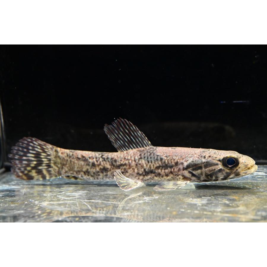 ホプリアス・アイマラ ”スリナム/タパナホニー川” 15cm程の画像