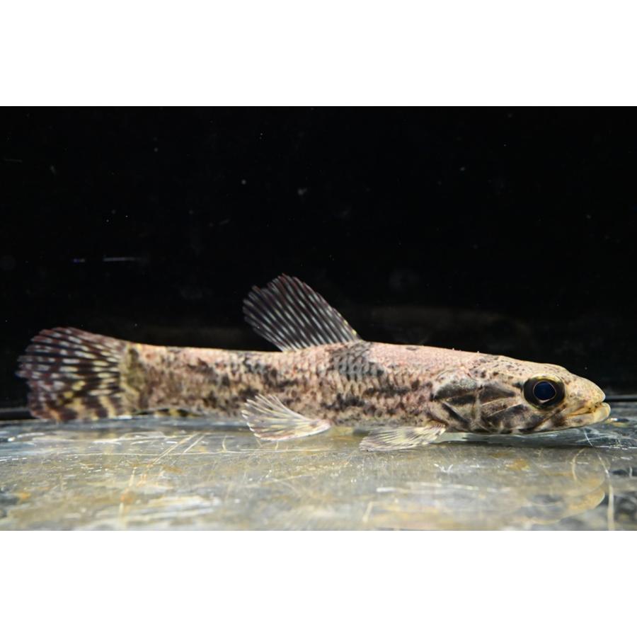 ホプリアス・アイマラ ”スリナム/タパナホニー川” 15cm程の画像