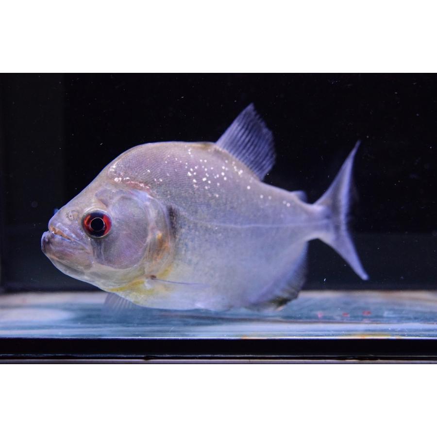 バイオレットブラックピラニア　”シングー”　16-17cm