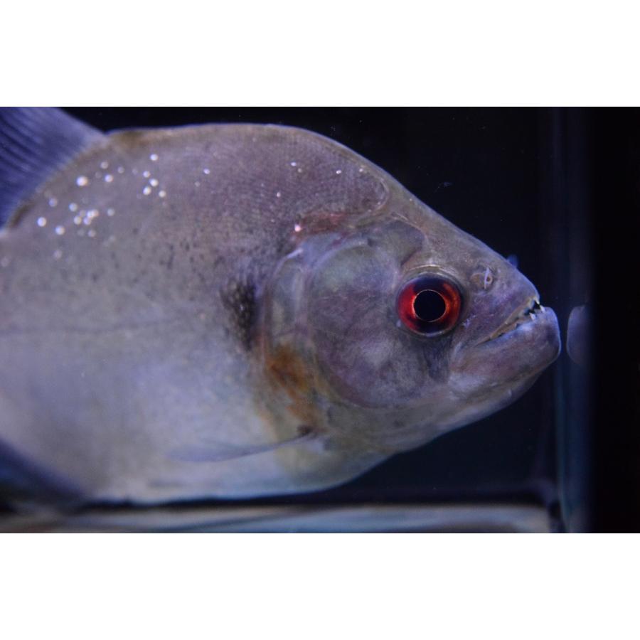 バイオレットブラックピラニア　”シングー”　16-17cm 