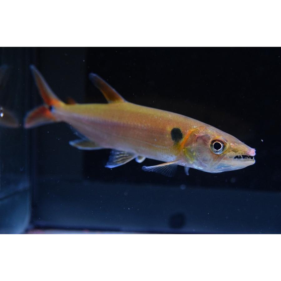 レッドフィントーピードパイクカラシン コロンビア 16 17cm Sacharacin456 World Rivers Net 通販 Yahoo ショッピング