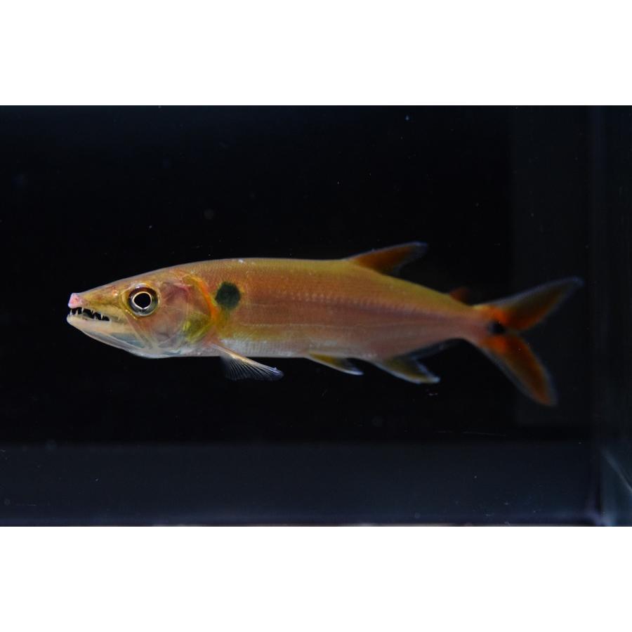 レッドフィントーピードパイクカラシン コロンビア 16 17cm Sacharacin456 World Rivers Net 通販 Yahoo ショッピング