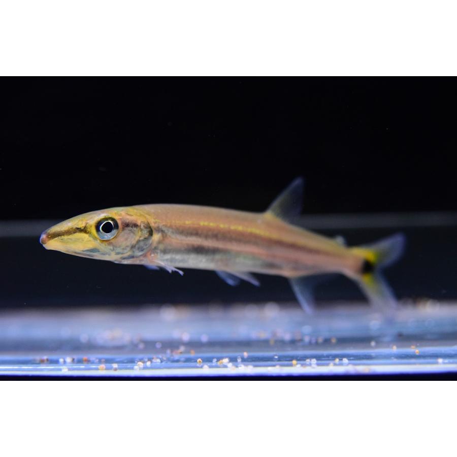 スレンダーイエローフィントーピードパイクカラシン ペルー 14 15cm Sacharacin469 World Rivers Net 通販 Yahoo ショッピング