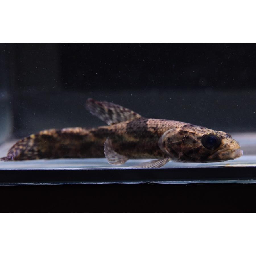 リアルタライロン　”スリナムリバー”　12cm