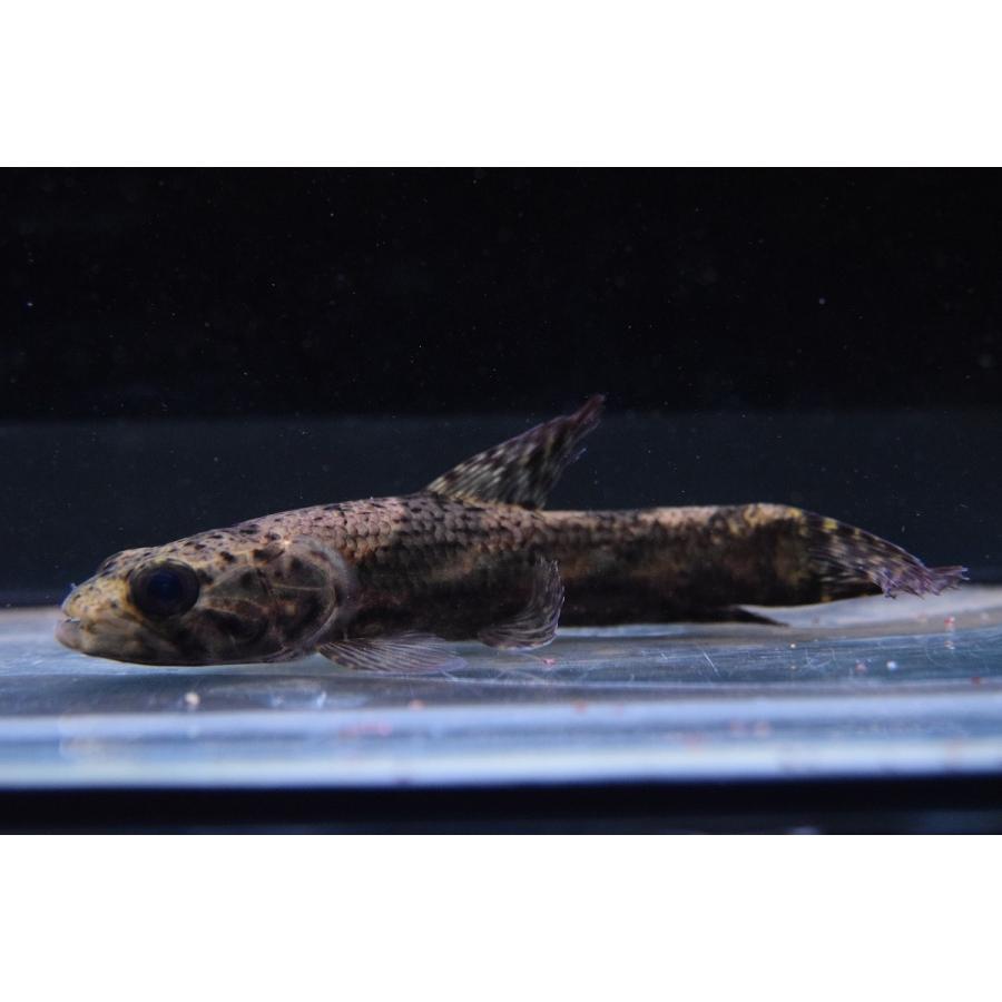 リアルタライロン　”スリナムリバー”　12cm 