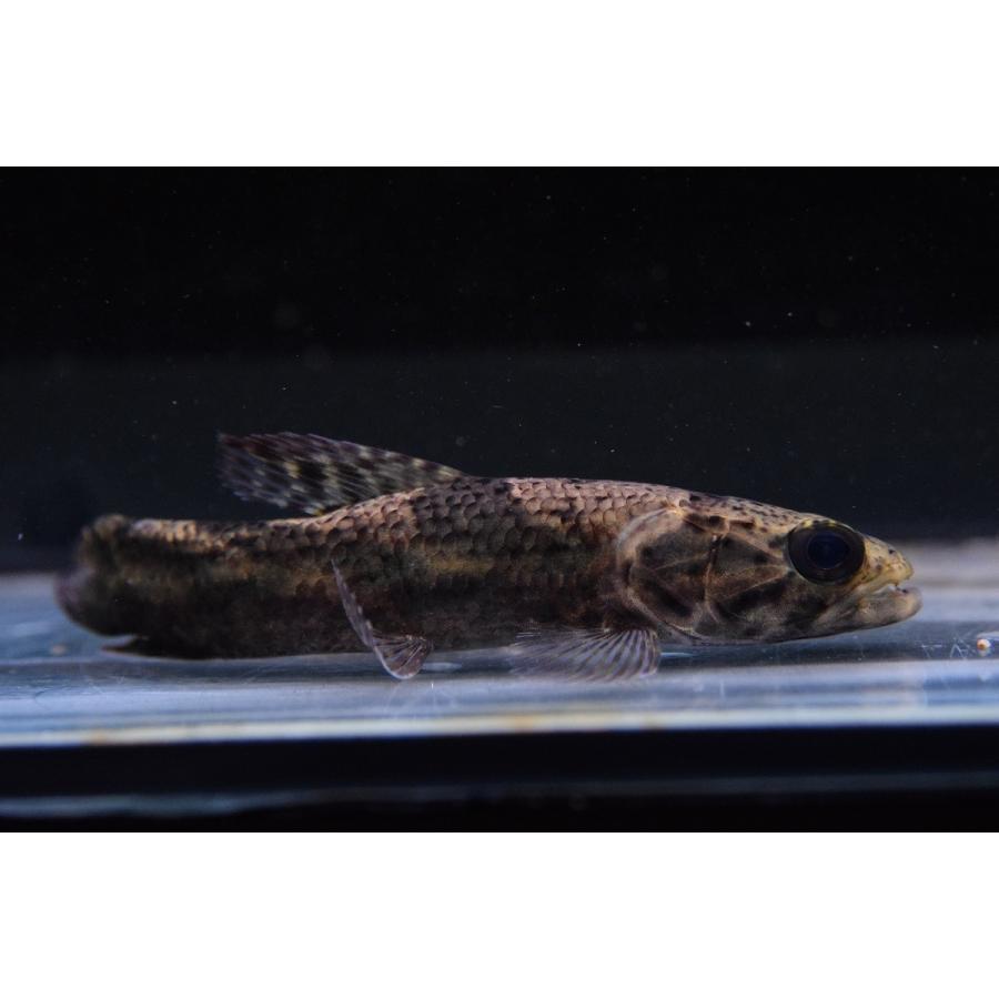 リアルタライロン　”スリナムリバー”　12cm 