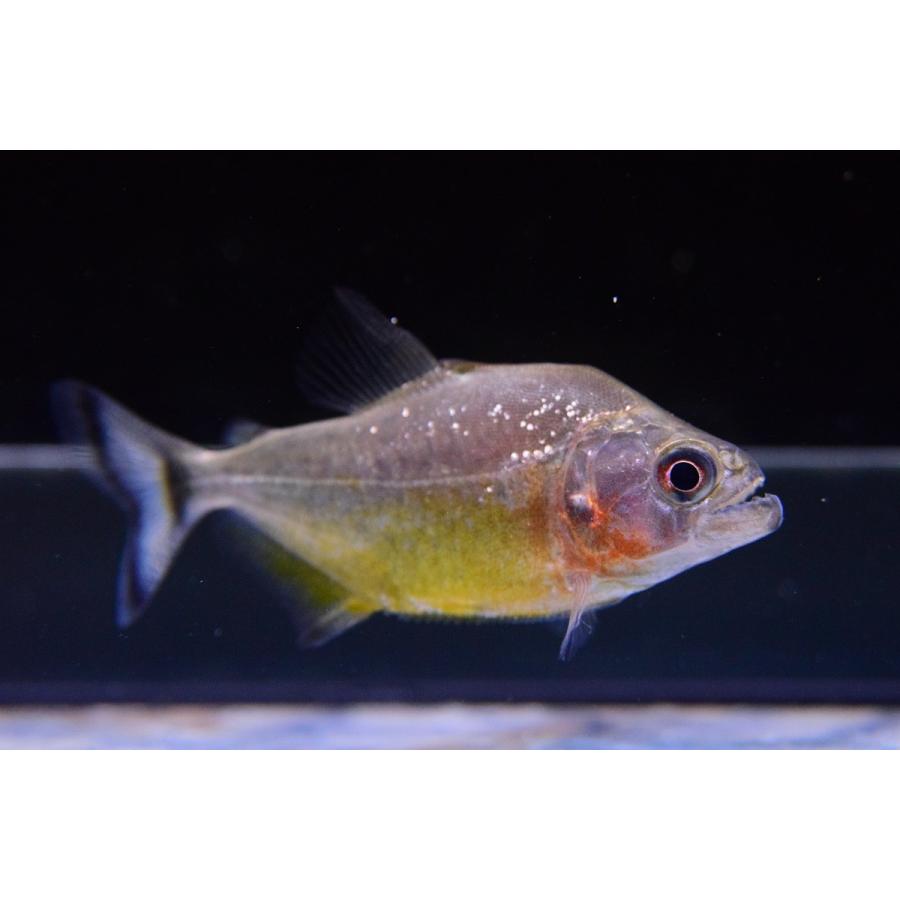 イエローベリーブラックピラニア リオ タパジョス 6cm Sacharacin494 World Rivers Net 通販 Yahoo ショッピング