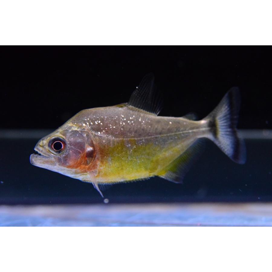 イエローベリーブラックピラニア リオ タパジョス 6cm Sacharacin494 World Rivers Net 通販 Yahoo ショッピング