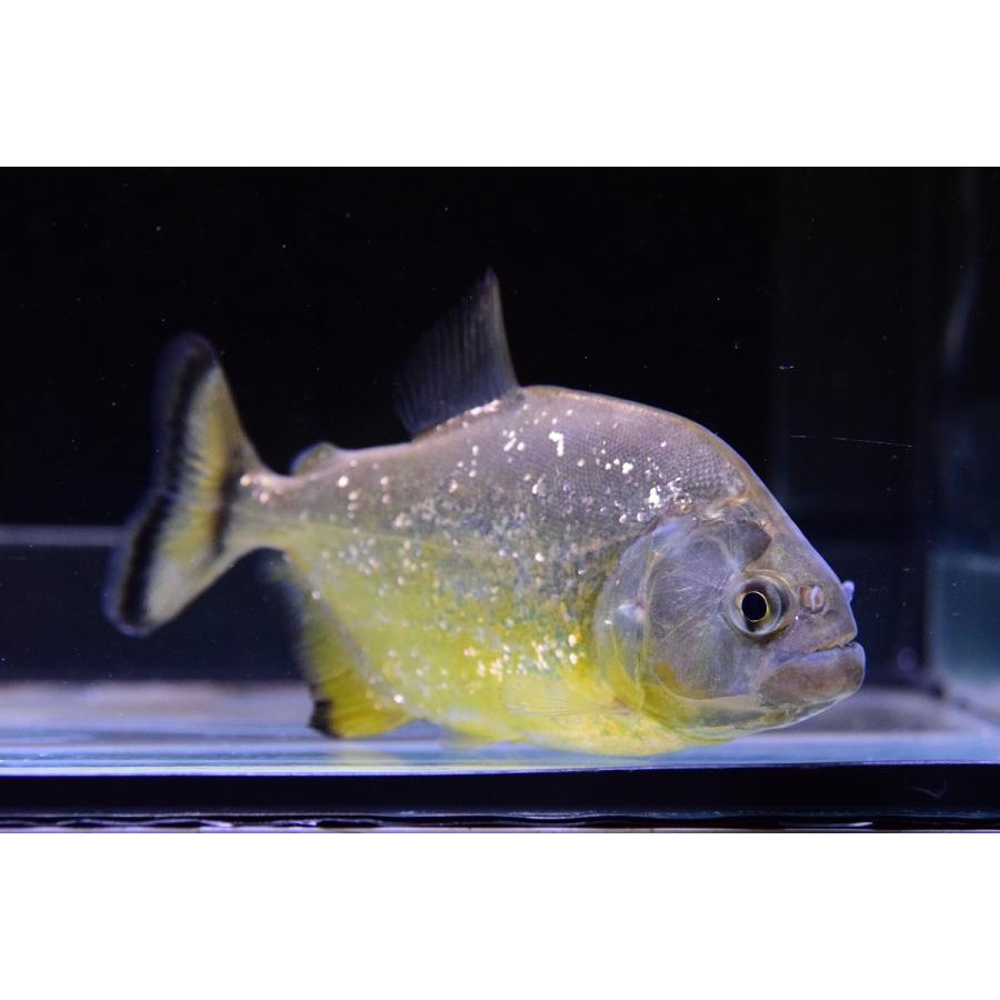 ダイヤモンドイエローピラニア　”パンタナール”　12cm 