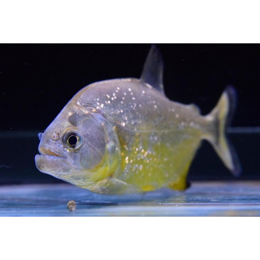 ダイヤモンドイエローピラニア　”パンタナール”　12cm 