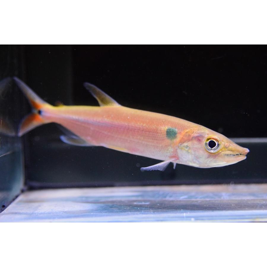 レッドフィントーピードパイクカラシン コロンビア 14 15cm Sacharacin515 World Rivers Net 通販 Yahoo ショッピング