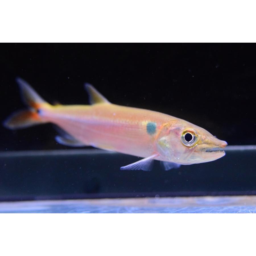レッドフィントーピードパイクカラシン コロンビア 14 15cm Sacharacin515 World Rivers Net 通販 Yahoo ショッピング