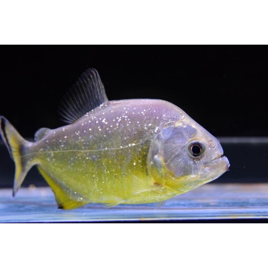 イエローダイヤモンドピラニア パンタナール 12 13cm Sacharacin5 World Rivers Net 通販 Yahoo ショッピング